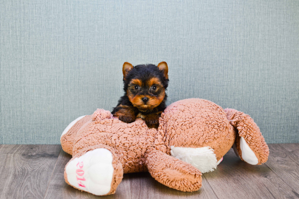 Meet Timmy - our Yorkshire Terrier Puppy Photo 