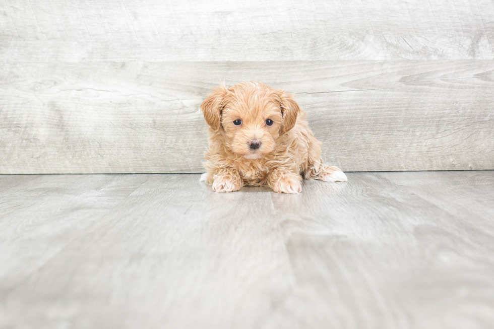 Maltipoo Puppy for Adoption