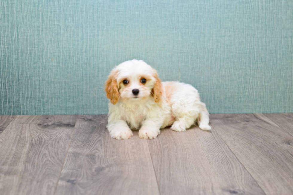 Cavachon Pup Being Cute