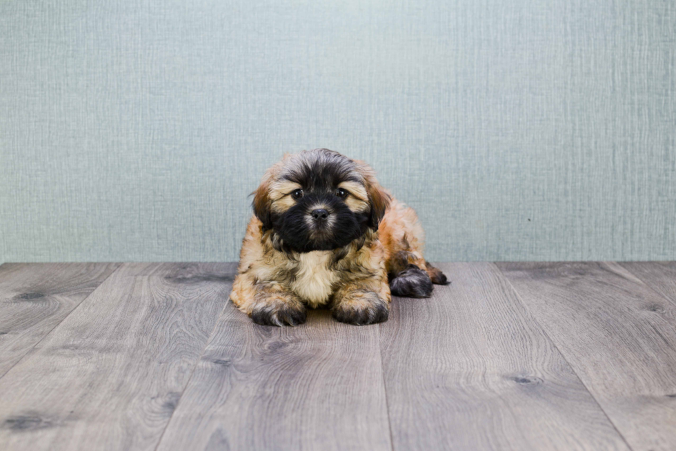 Havanese Puppy for Adoption