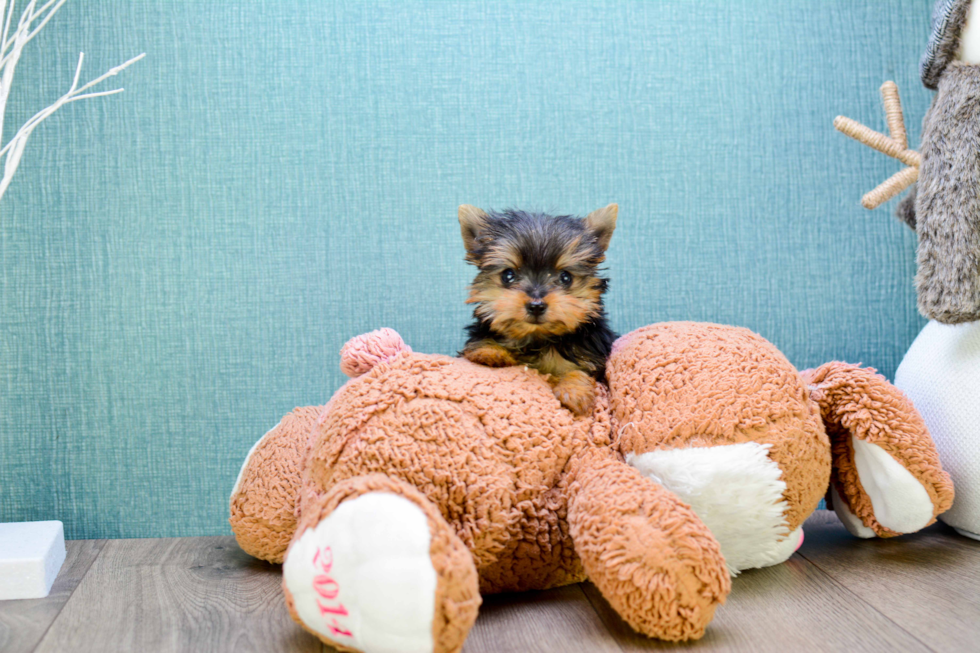 Meet Micro-Teacup-Victoria - our Yorkshire Terrier Puppy Photo 