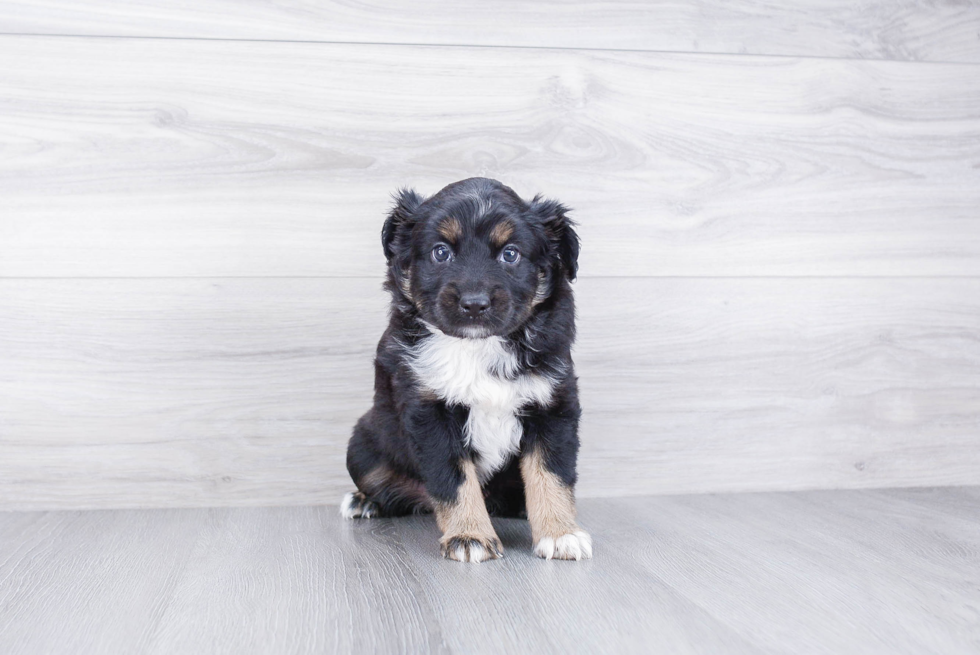 Mini Aussiedoodle Pup Being Cute