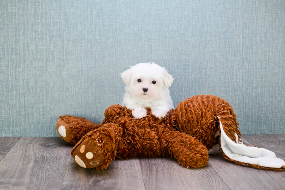 Funny Maltese Baby