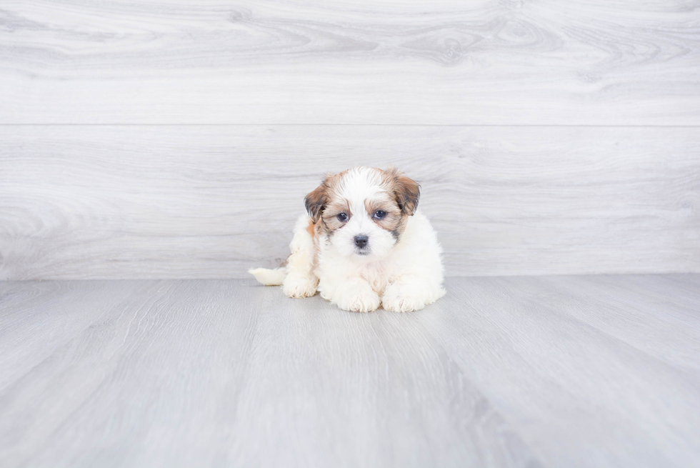 Teddy Bear Pup Being Cute