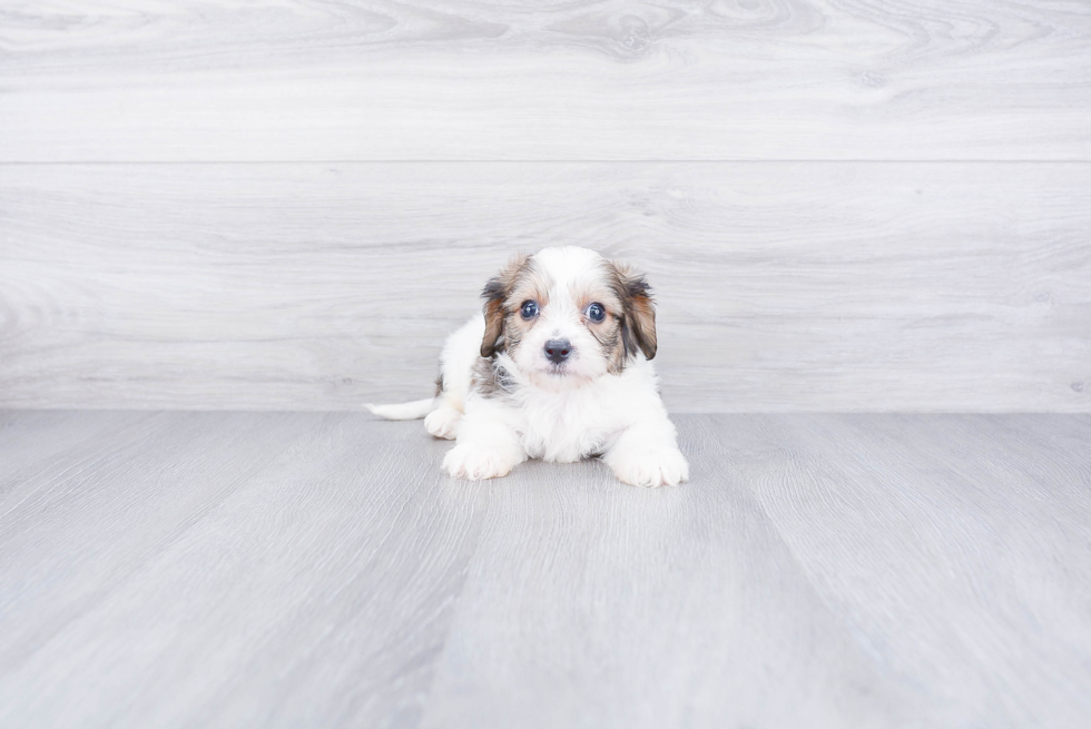 Playful Cavalier Designer Puppy