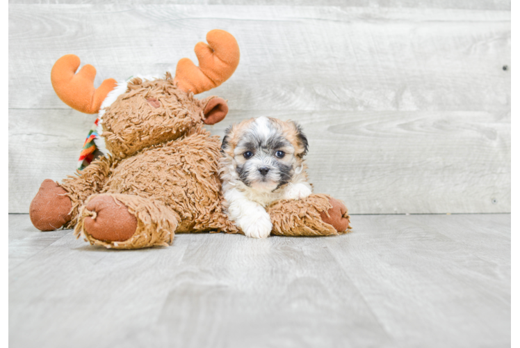 Teddy Bear Pup Being Cute