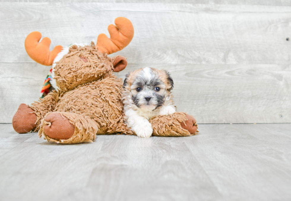 Teddy Bear Pup Being Cute