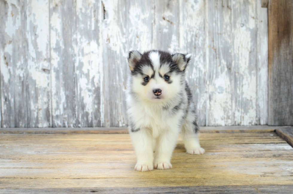 Cute Pomsky Baby