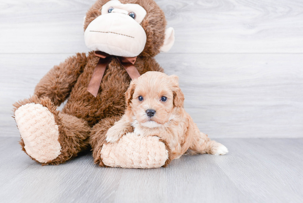 Energetic Cavoodle Poodle Mix Puppy