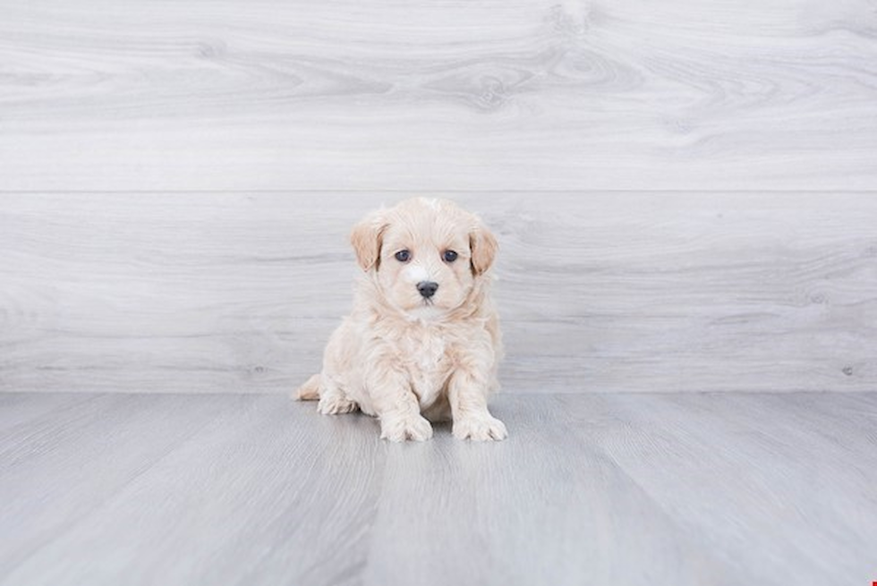 Happy Maltipoo Baby