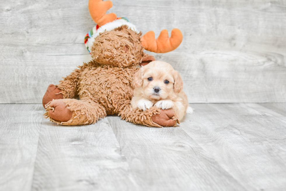 Maltipoo Pup Being Cute