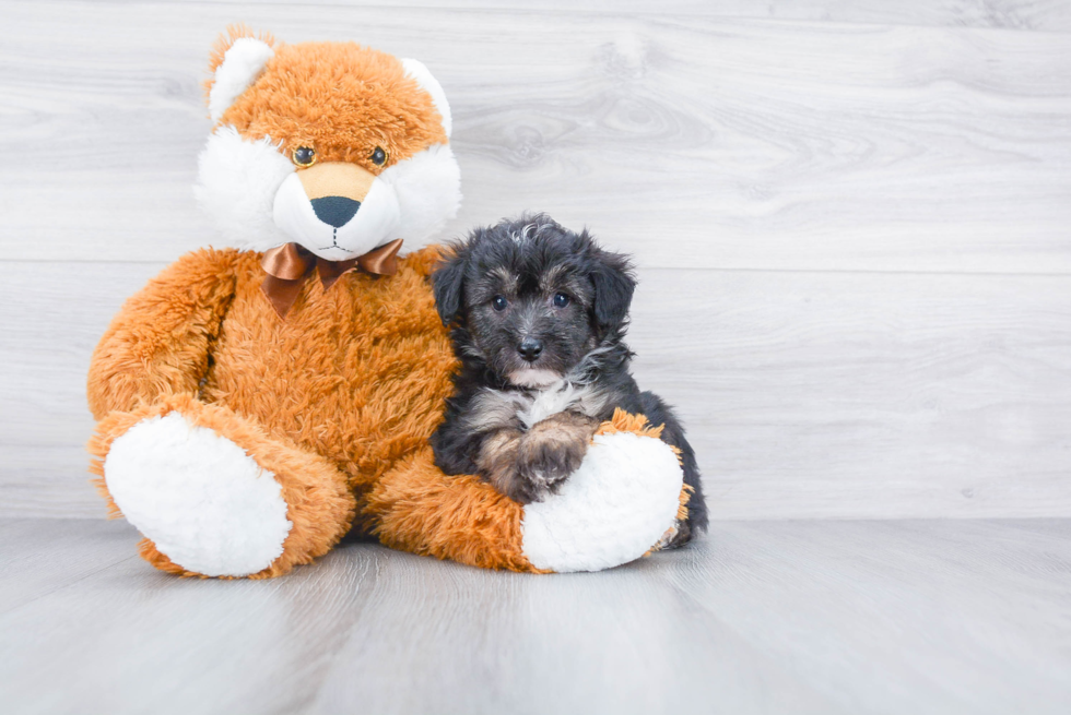 Mini Aussiedoodle Puppy for Adoption