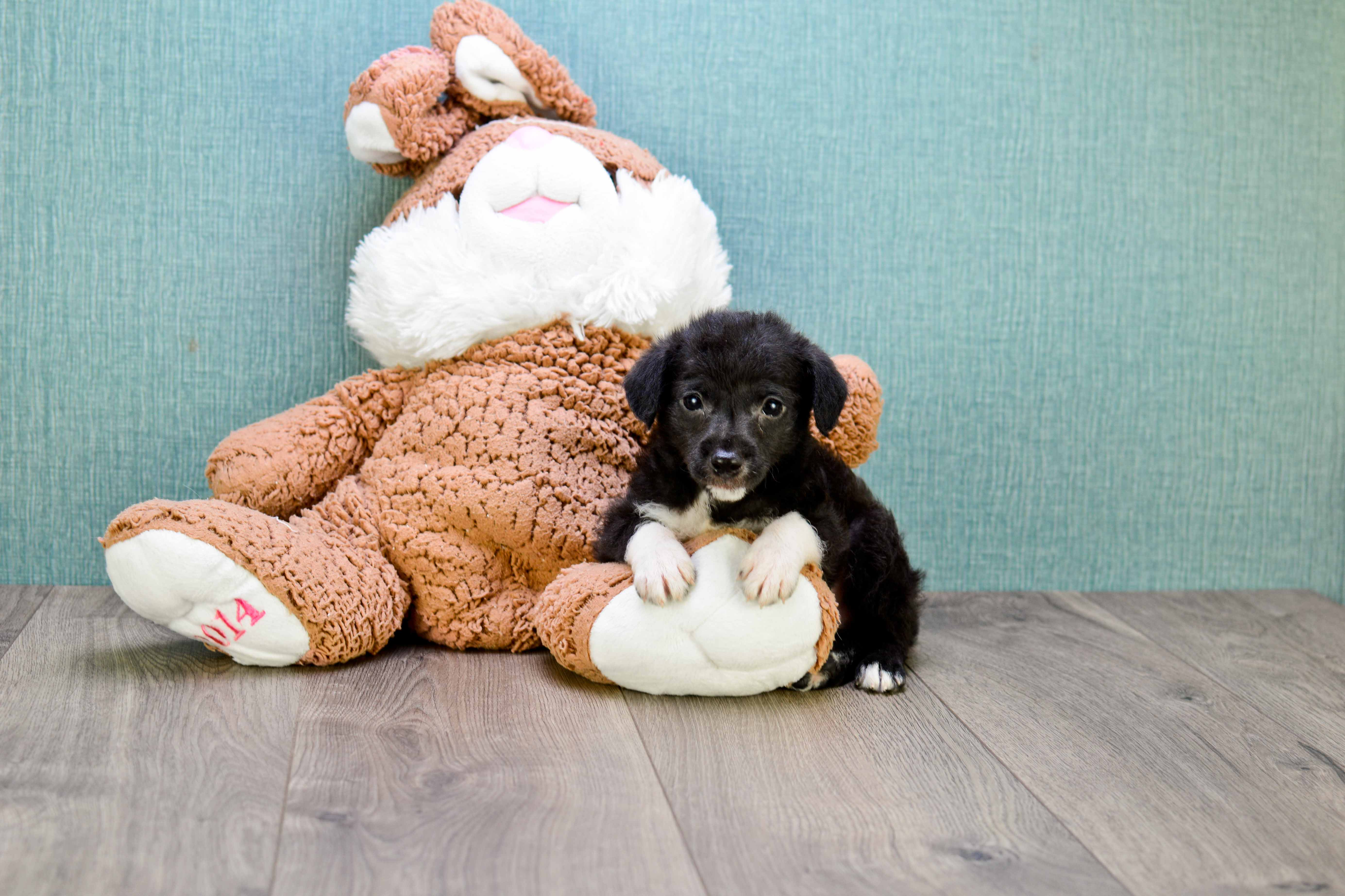 Yorkie Poo Puppy for Adoption