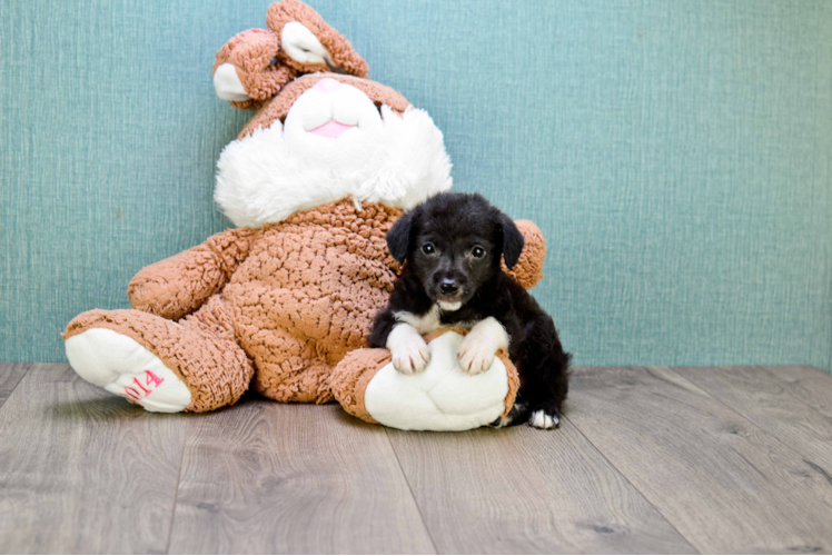 Yorkie Poo Puppy for Adoption