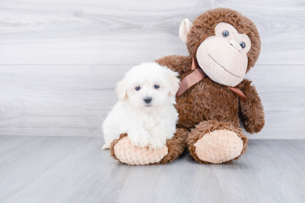 Energetic Maltepoo Poodle Mix Puppy