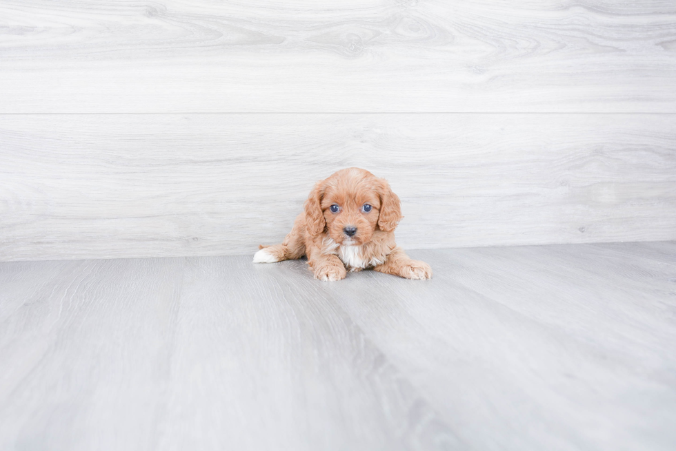 Energetic Cavoodle Poodle Mix Puppy