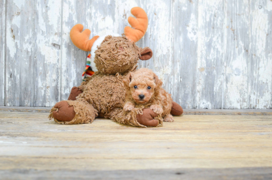 Akc Registered Poodle Purebred Pup