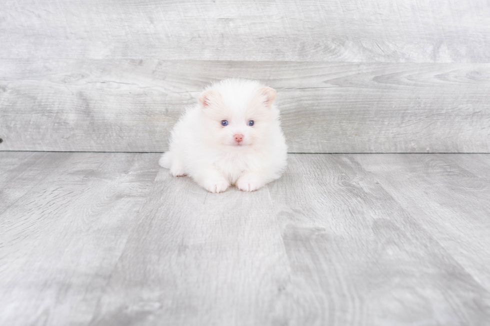 Pomeranian Pup Being Cute