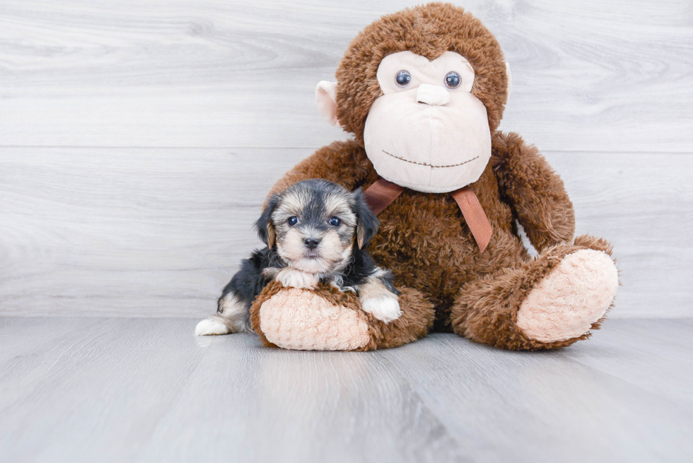 Hypoallergenic Yorkie Designer Puppy