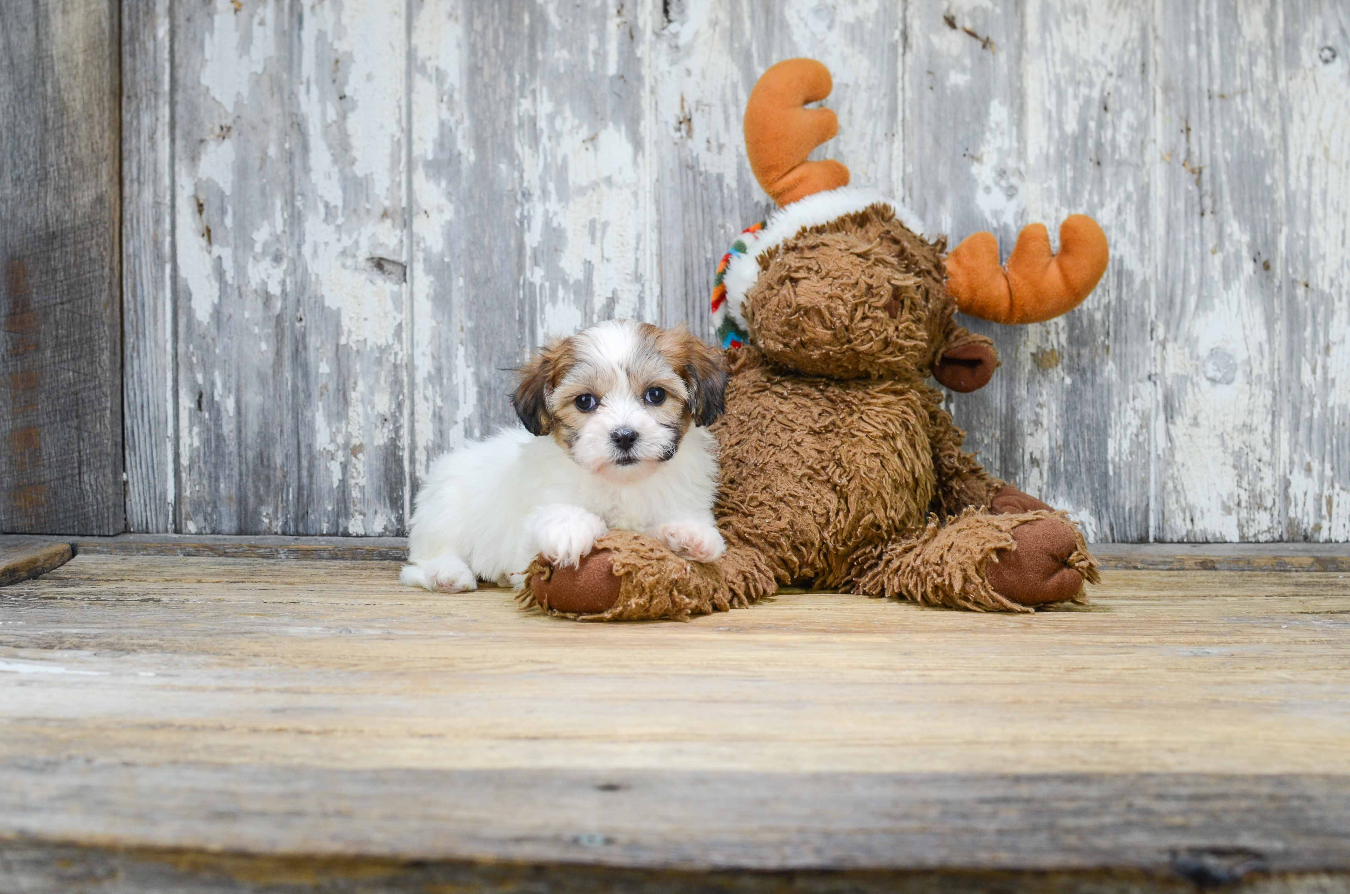 Petite Teddy Bear Designer Pup