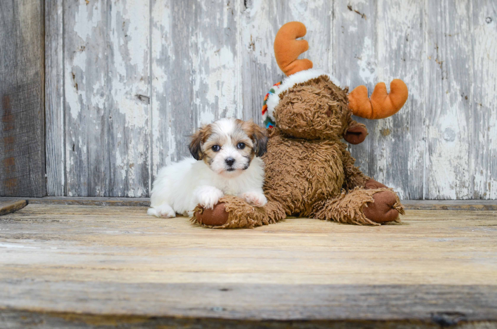 Petite Teddy Bear Designer Pup