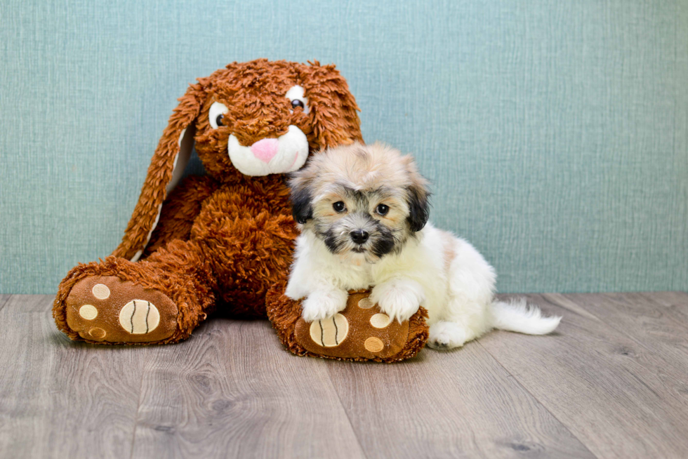 Petite Havanese Purebred Puppy