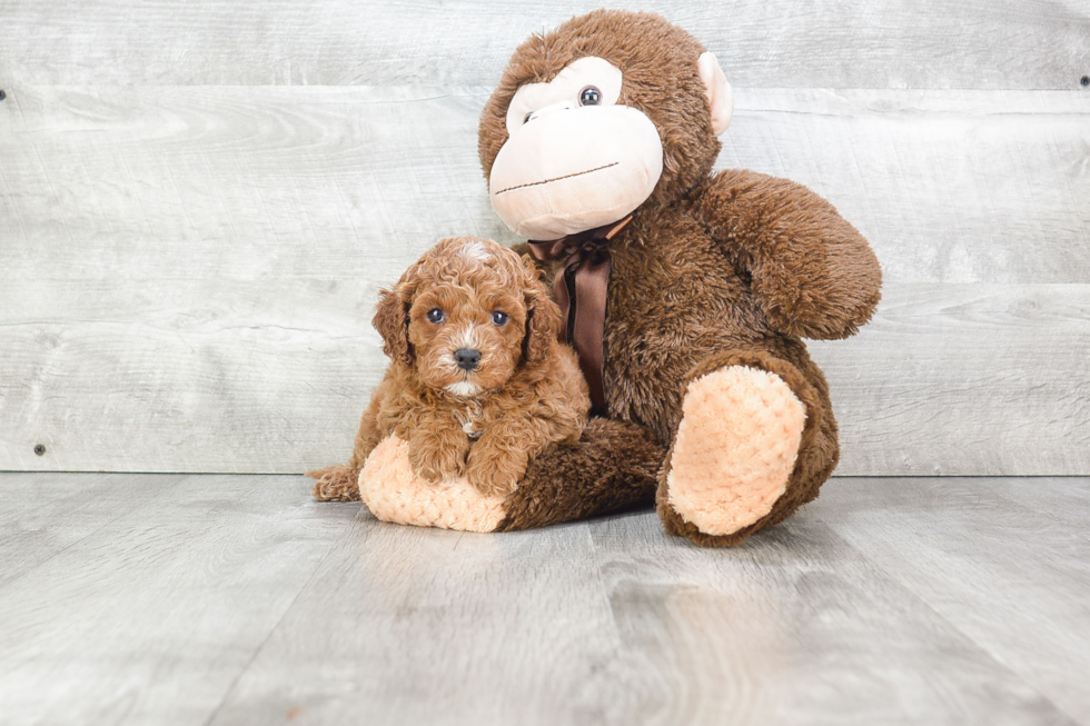 Cavapoo Pup Being Cute