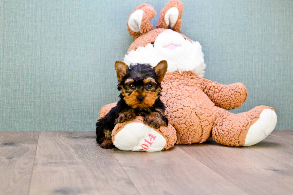 Meet Sebastian - our Yorkshire Terrier Puppy Photo 