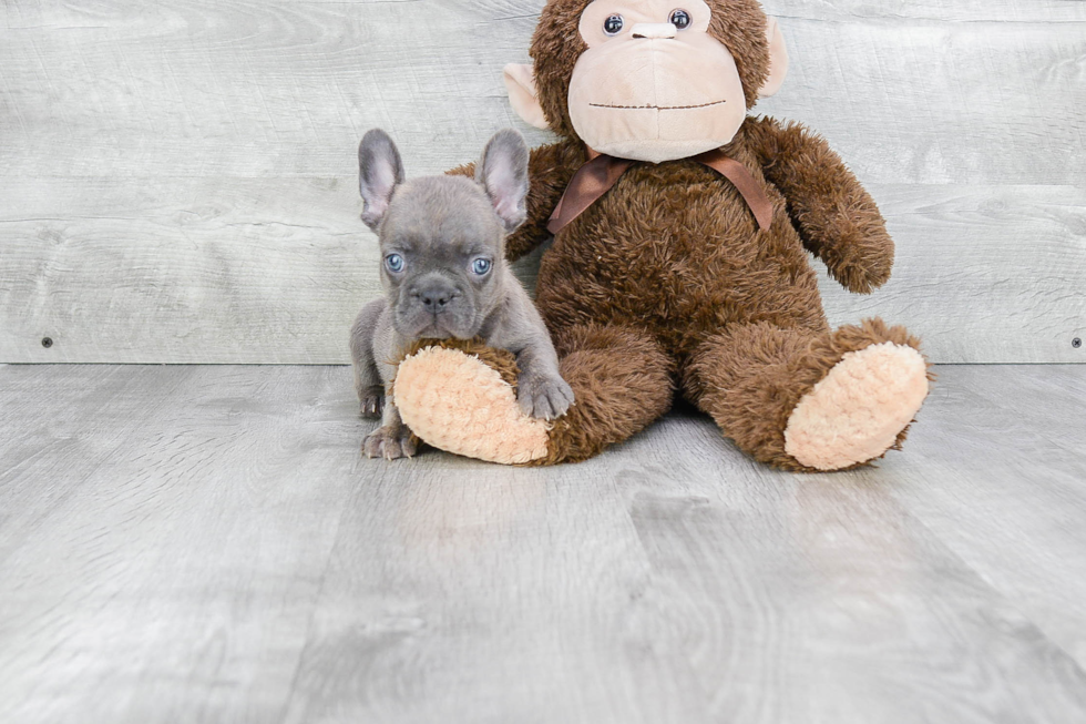 French Bulldog Pup Being Cute