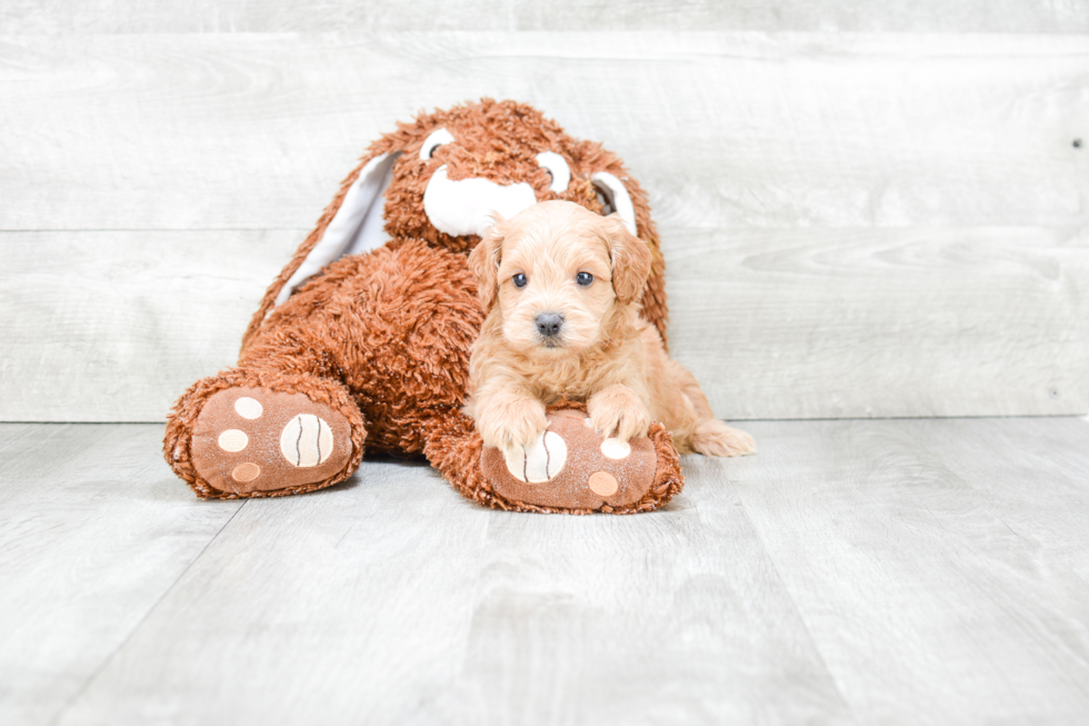 Cockapoo Puppy for Adoption