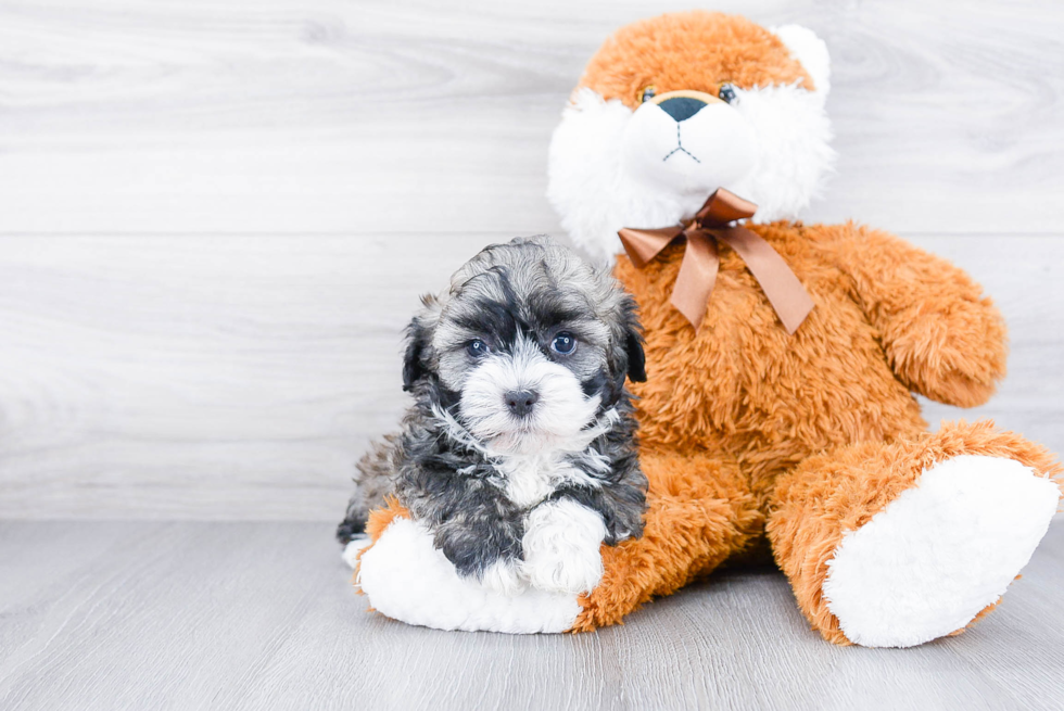 Funny Havanese Baby