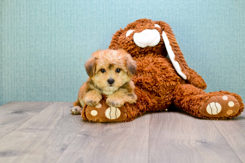 Morkie Pup Being Cute