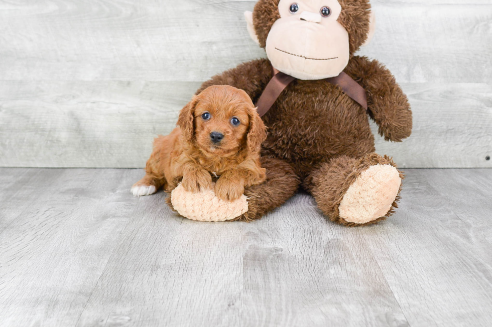 Best Cavapoo Baby