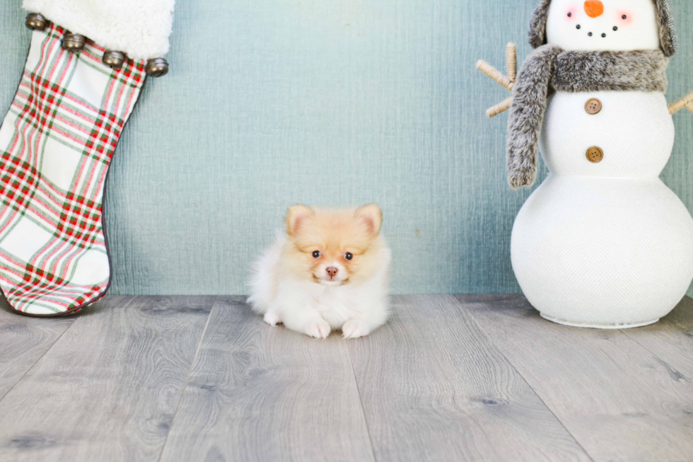 Best Pomeranian Baby