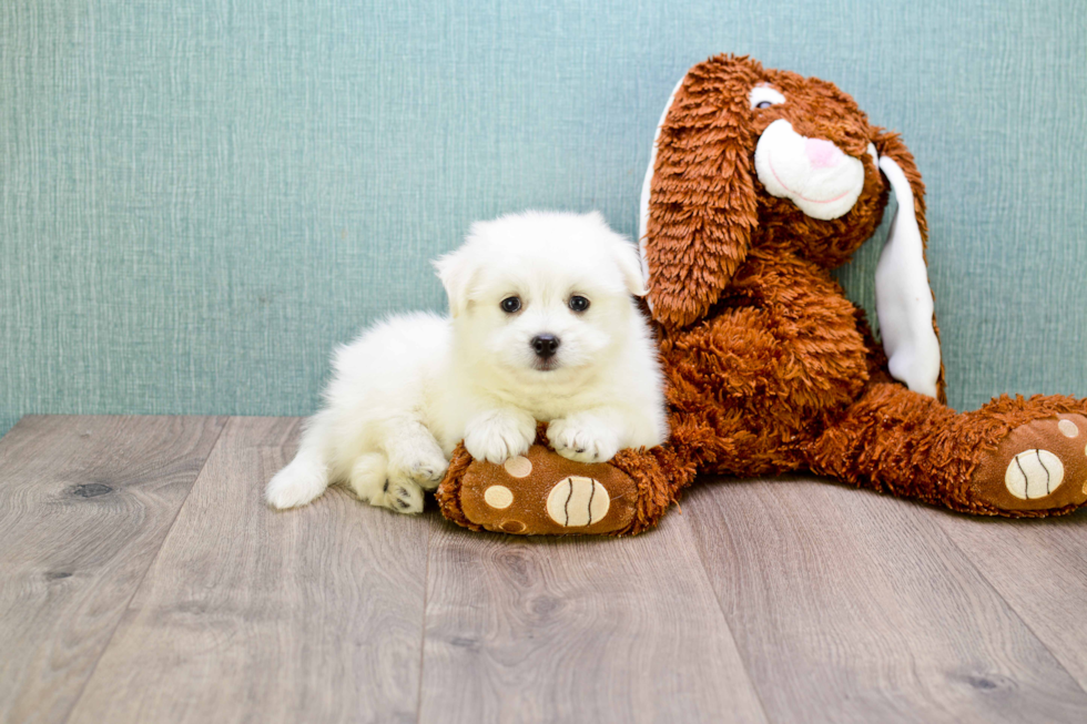 Playful Maltipom Designer Puppy