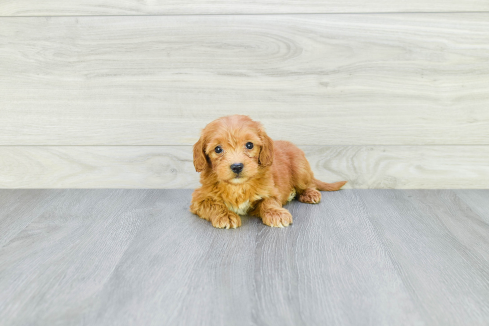 Small Mini Goldendoodle Baby