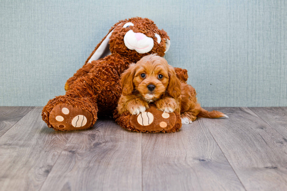 Mini Goldendoodle Pup Being Cute