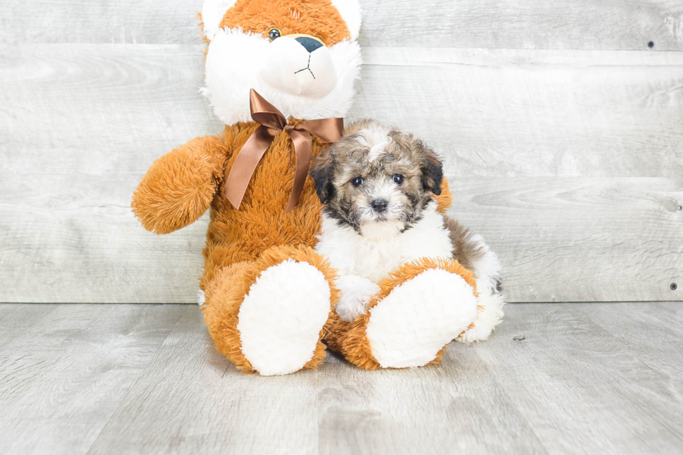 Havanese Puppy for Adoption