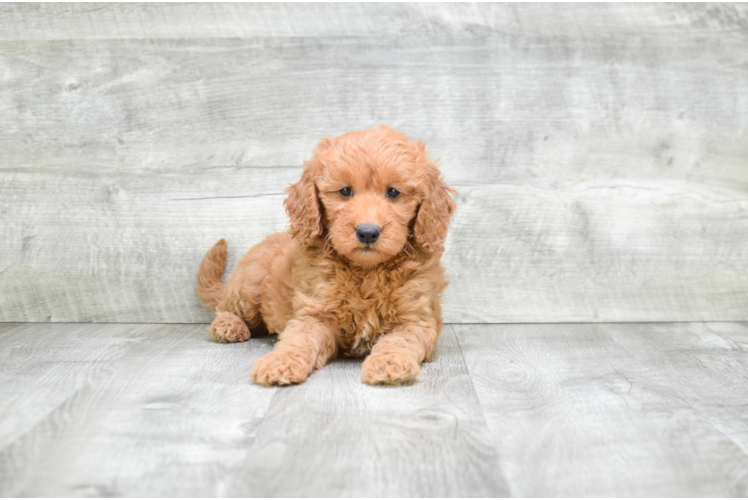 Mini Goldendoodle Puppy for Adoption