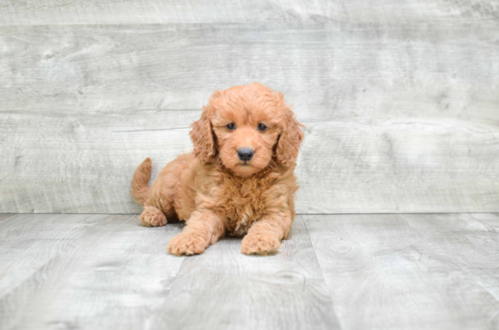 Mini Goldendoodle Puppy for Adoption