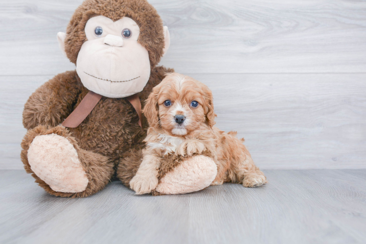 Petite Cavapoo Poodle Mix Pup