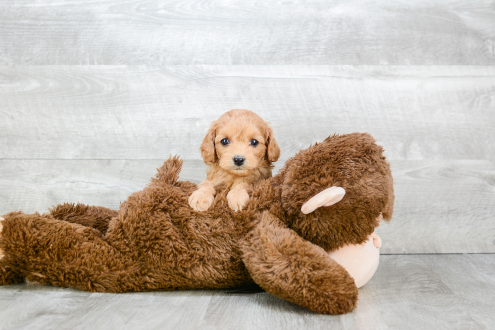 Cavapoo Puppy for Adoption