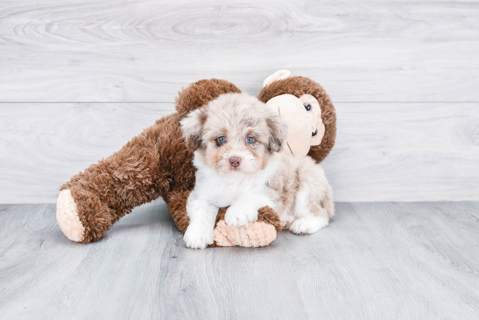 Hypoallergenic Aussiepoo Poodle Mix Puppy