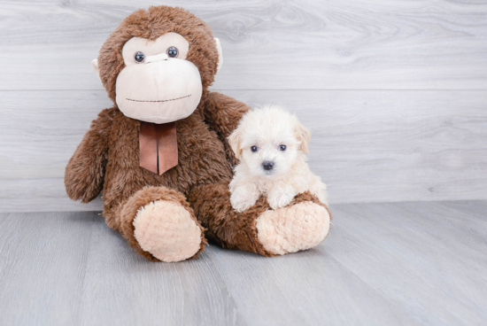 Happy Maltipoo Baby