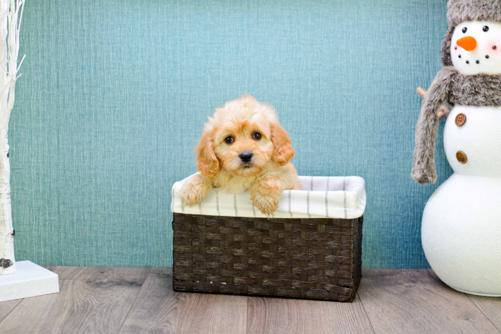 Fluffy Cavapoo Poodle Mix Pup