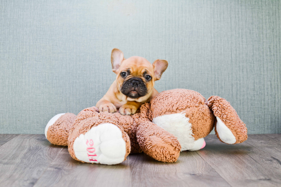 French Bulldog Puppy for Adoption