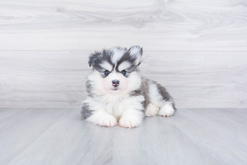 Little Mini Husky Designer Puppy