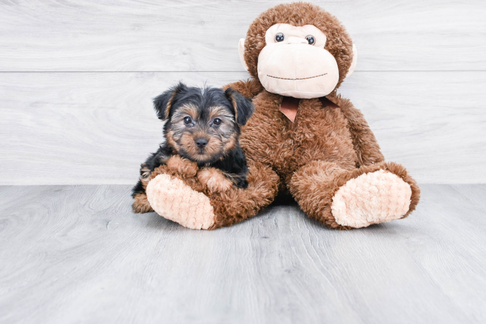 Meet Timmy - our Yorkshire Terrier Puppy Photo 