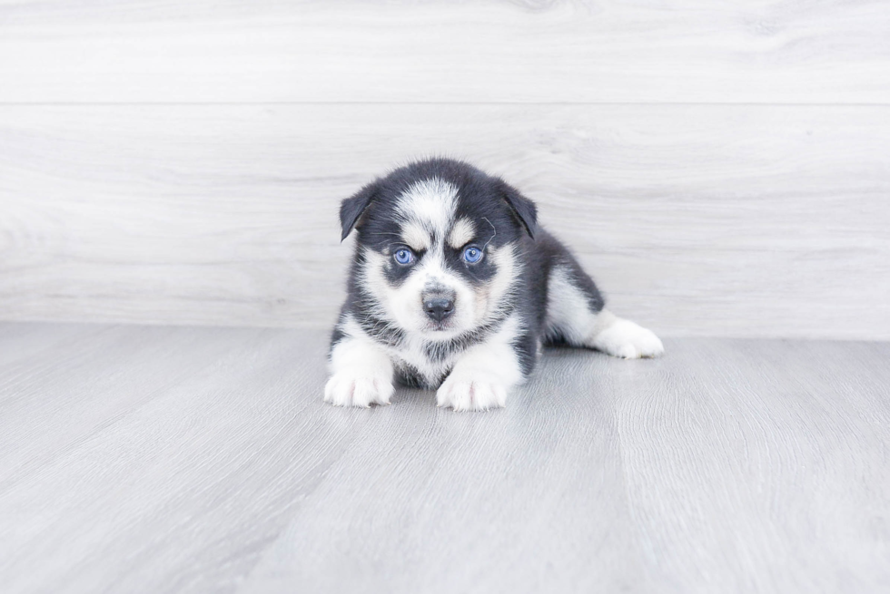 Fluffy Pomsky Designer Pup