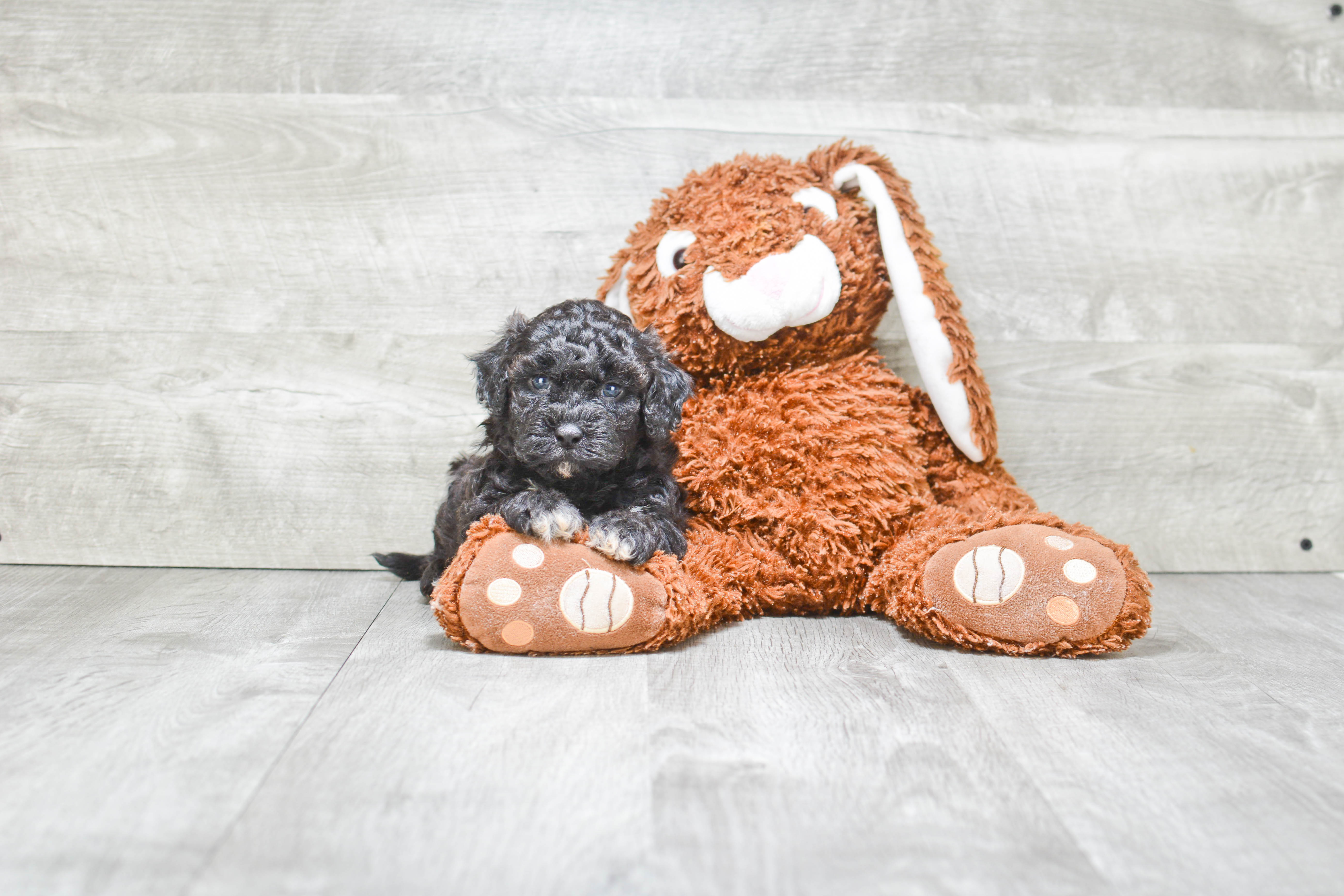 Sweet Teddy Bear Baby